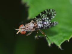 Trypetoptera punctulata